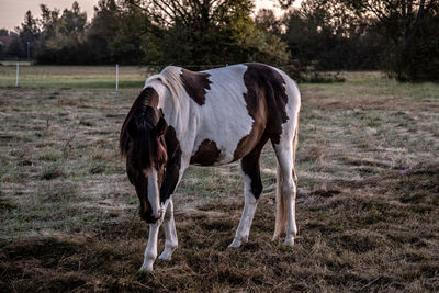 Horse standing in a field