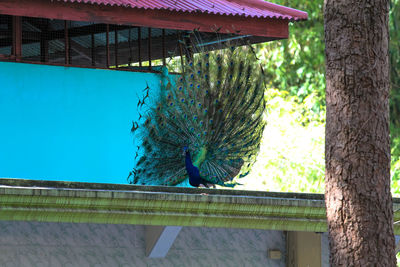 Close-up of a peacock