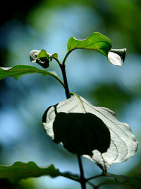 Close-up of wilted plant