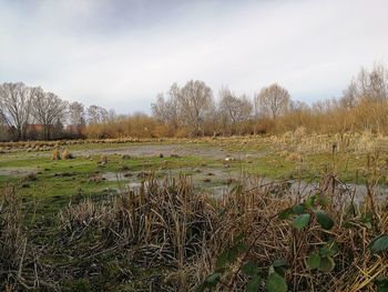 Scenic view of field against sky
