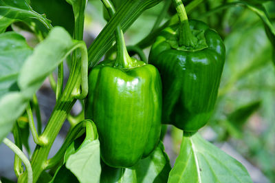 Close-up of fresh green bell peppers in garden
