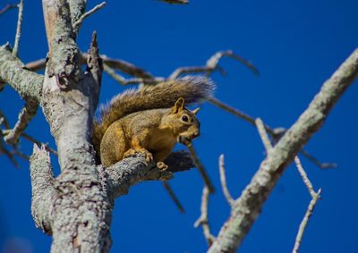 Low angle view of squirrel on tree