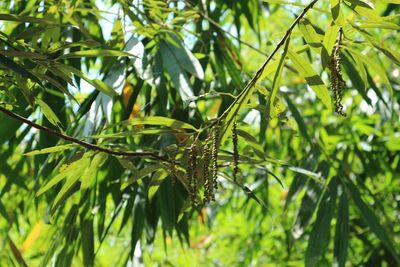 Close-up of lizard on branch