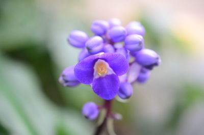 Close-up of purple flowering plant