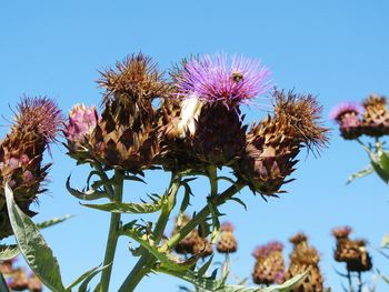 Low angle view of flowers against blue sky