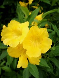 Close-up of yellow flower blooming outdoors