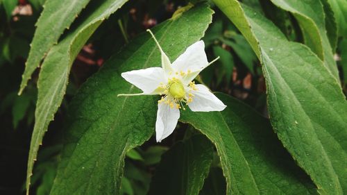 Close-up of white flowers