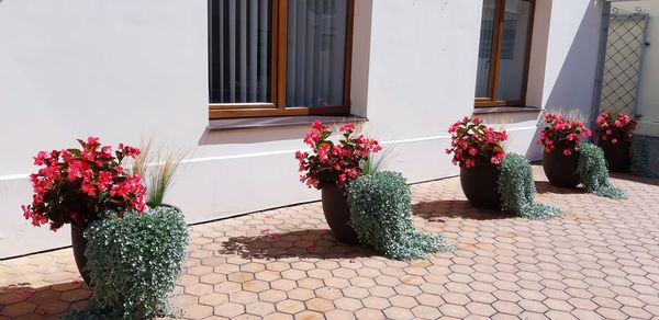 Potted plants on window of building