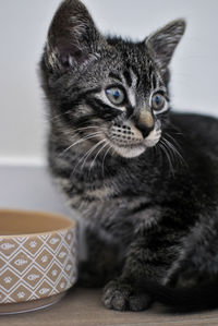 Close-up of a cat looking away