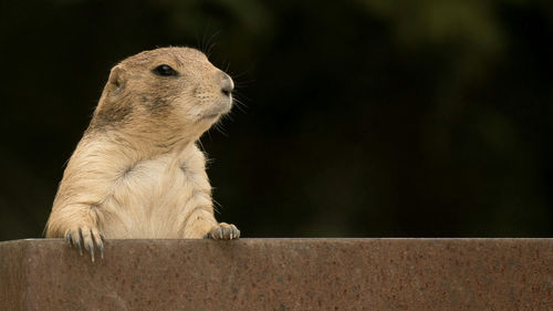 Close-up of prairie dog