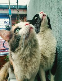 Close-up of a cat