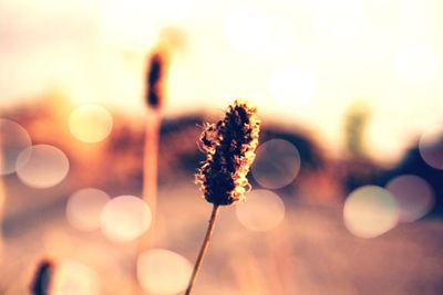 Close-up of flowers against blurred background