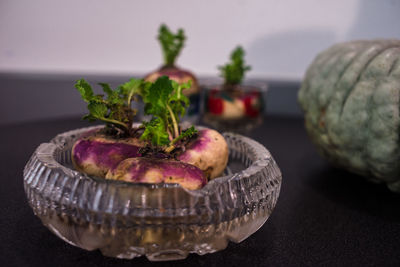 Close-up of rutabaga in the plate on the table as a decoration