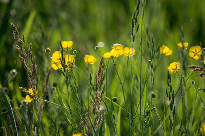 Close-up of yellow flowers blooming on field