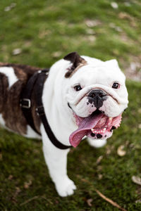 Portrait of white english bull dog