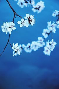 Close-up of flowers on branch against sky