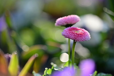 Close-up of pink flowering plant