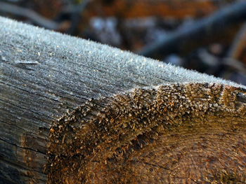 Close-up of snow on wood