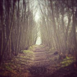 Road passing through forest