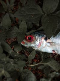 Close-up of butterfly on leaves