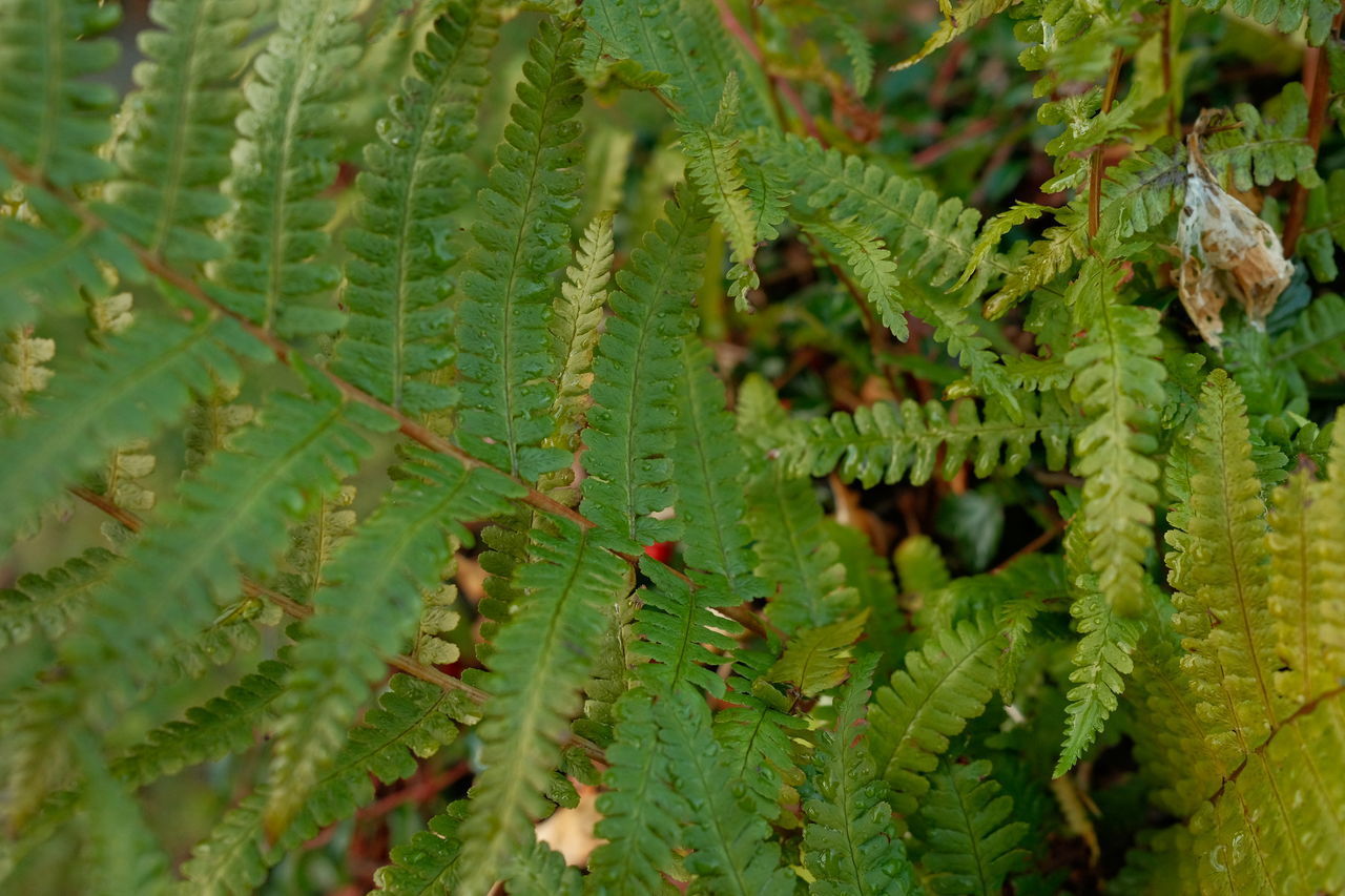 FULL FRAME SHOT OF GREEN LEAVES