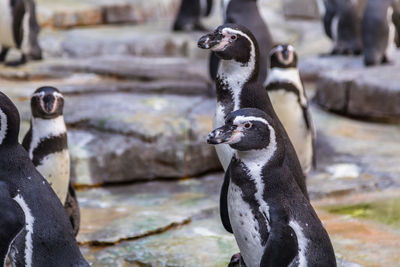 Close-up of penguin