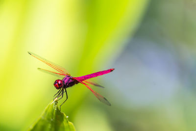 Close-up of insect on flower