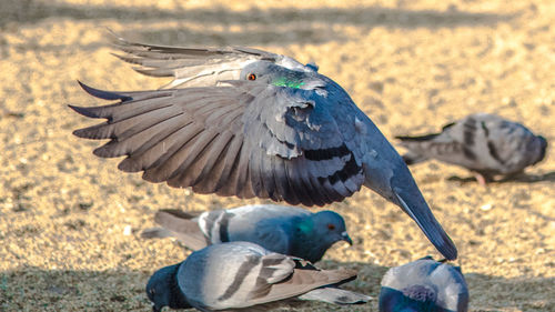 Close-up of bird flying against clear sky