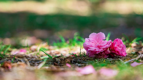 Close-up of pink flowering plants on land