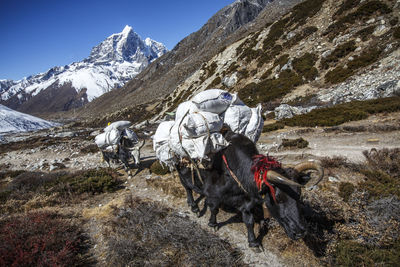 View of horse on snow covered mountain