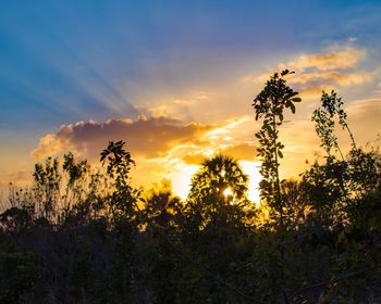 Silhouette plants against sky during sunset