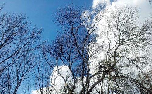 Low angle view of bare trees against blue sky