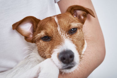 Sad dog lying at owner hands looking at camera. sick dog