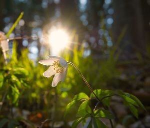 Close-up of white flowering plant