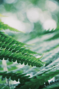 Close-up of fern leaves