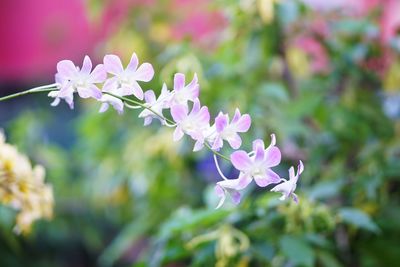 Close-up of pink flowering plant