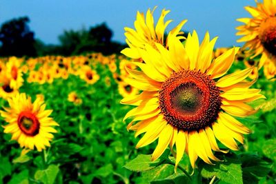 Close-up of sunflower blooming in field