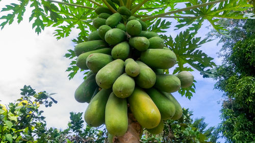 Low angle view of fruits growing on tree against sky