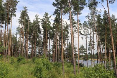 Pine trees in forest against sky