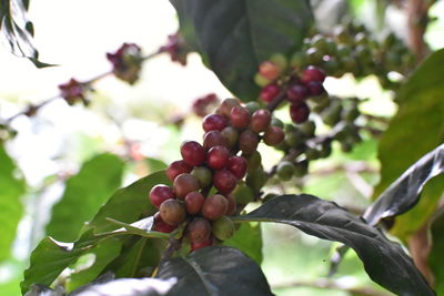 Close-up of berries growing on tree