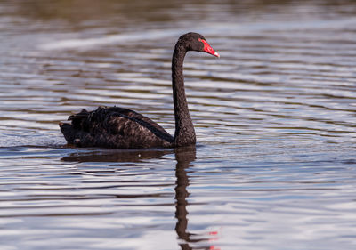 Swan swimming in lake