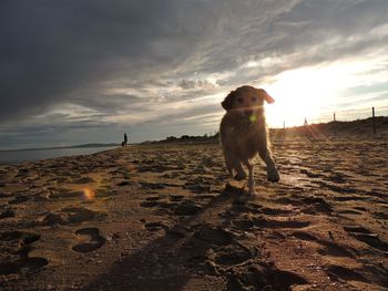 Dog on beach against sky during sunset