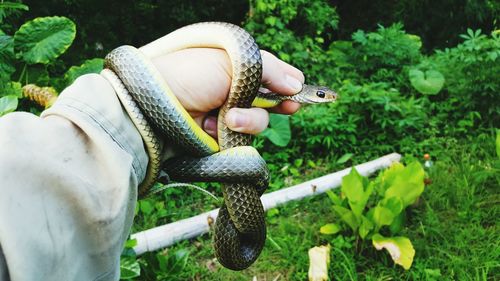 Cropped image of caretaker holding snake