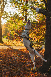 Dog jumping over leaves in forest