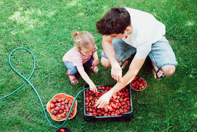 High angle view of father and girl washing strawberries in crate while standing on filed