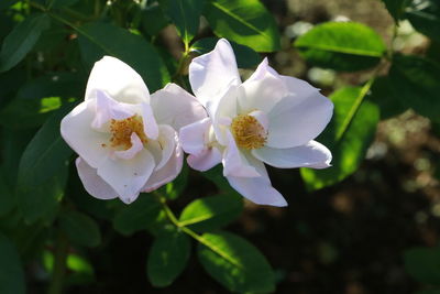 Close-up of flowers blooming outdoors