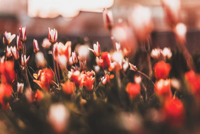 Close-up of red flowering plants on field