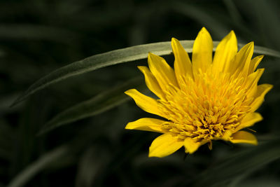 Close-up of yellow flower blooming outdoors