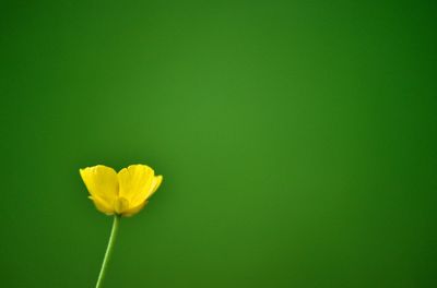 Close-up of yellow flower blooming against green background