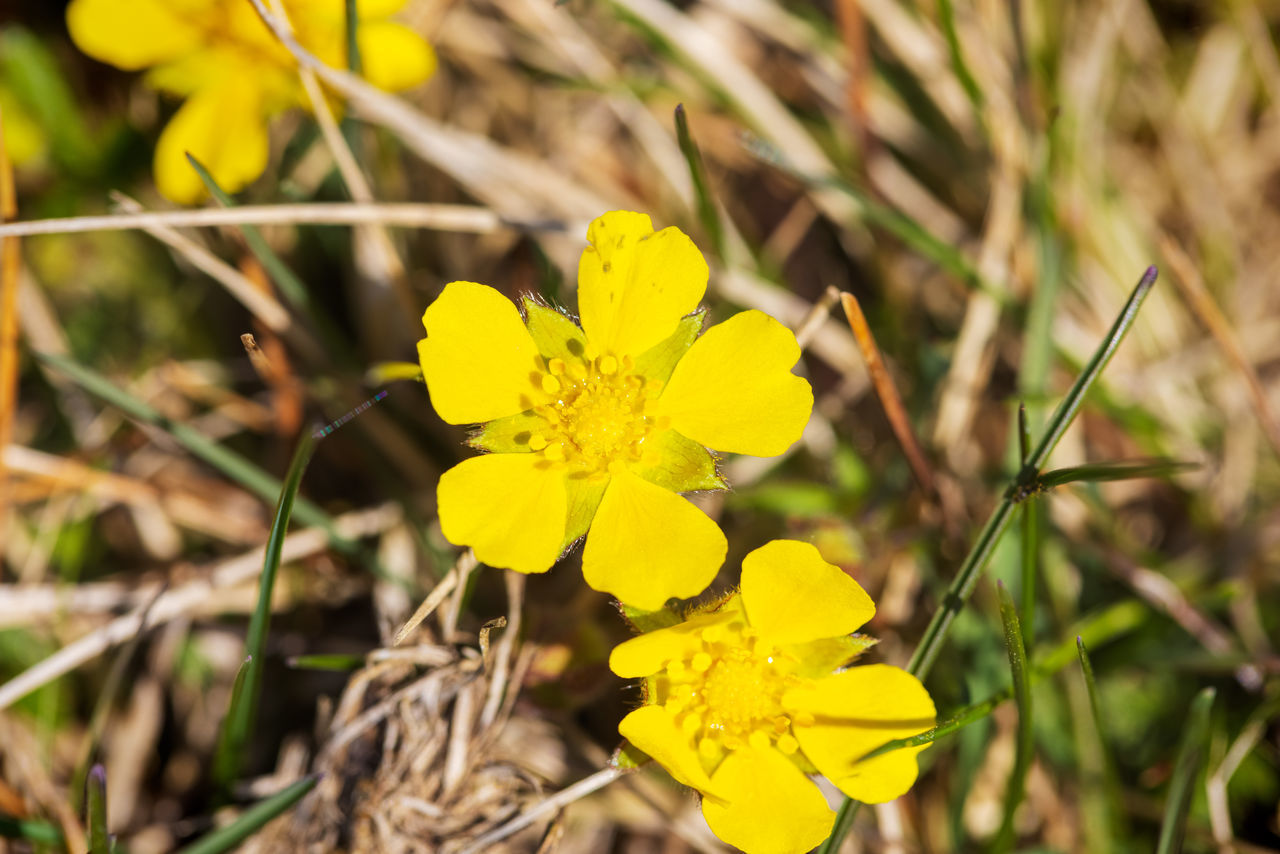 CLOSE-UP OF YELLOW FLOWERING PLANTS ON LAND